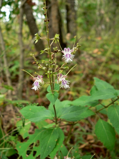 {Collinsonia tuberosa}